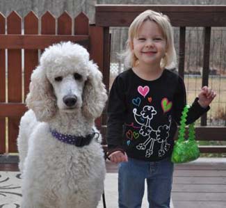 giant poodle rescue