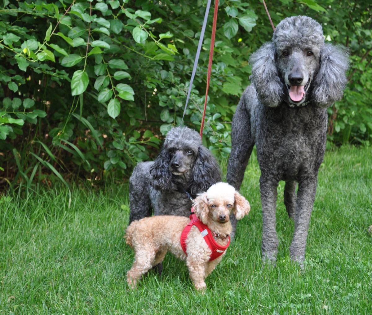 senior poodle rescue