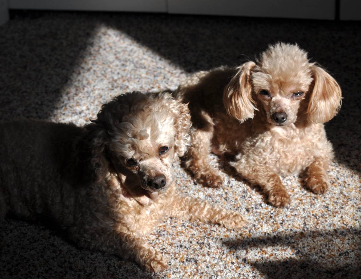 POODLES AVAILABLE FOR ADOPTION Picket Fence Poodle Rescue