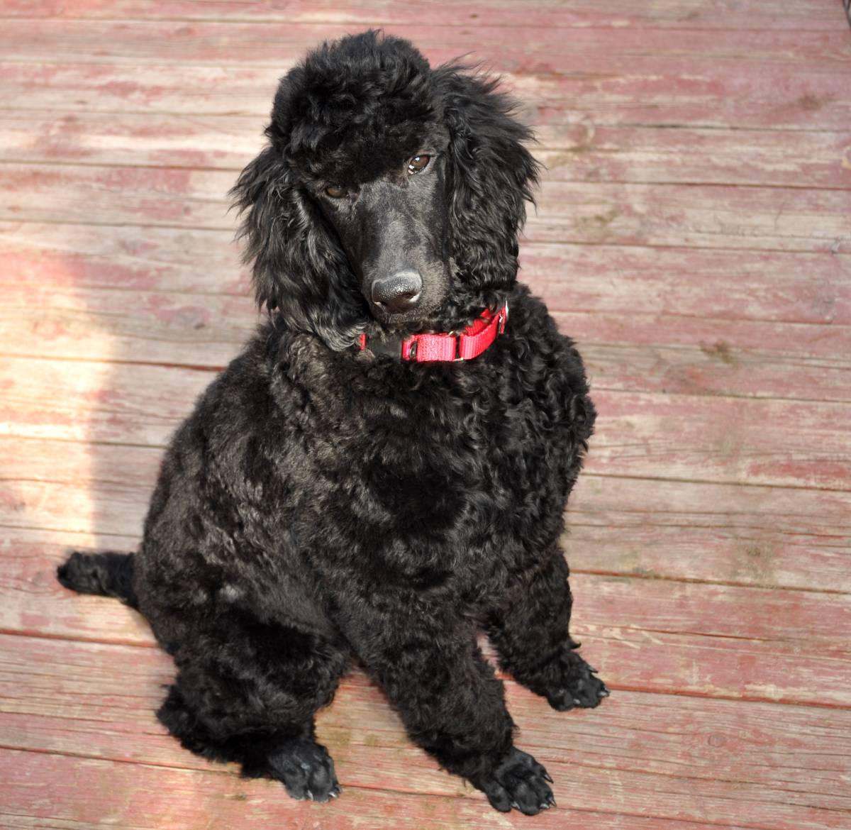 poodle pupppy rsscue