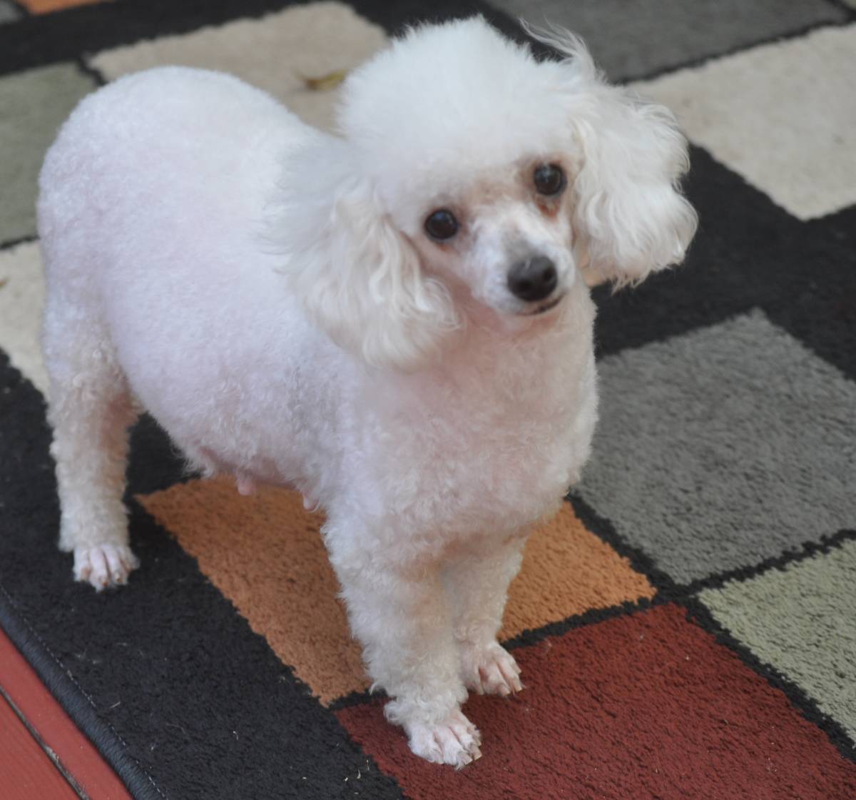 POODLES AVAILABLE FOR ADOPTION Picket Fence Poodle Rescue