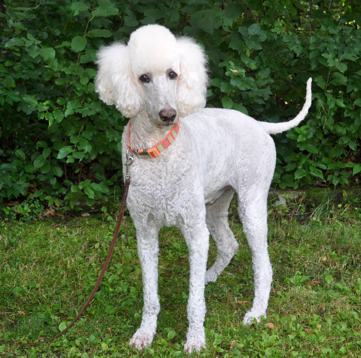 POODLES AVAILABLE FOR ADOPTION Picket Fence Poodle Rescue